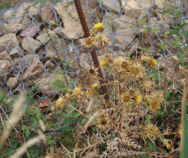 Carlina corymbosa